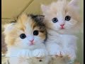 😻 Самые милые существа в мире 🐈 Подборка смешных котят для хорошего настроения! 😸