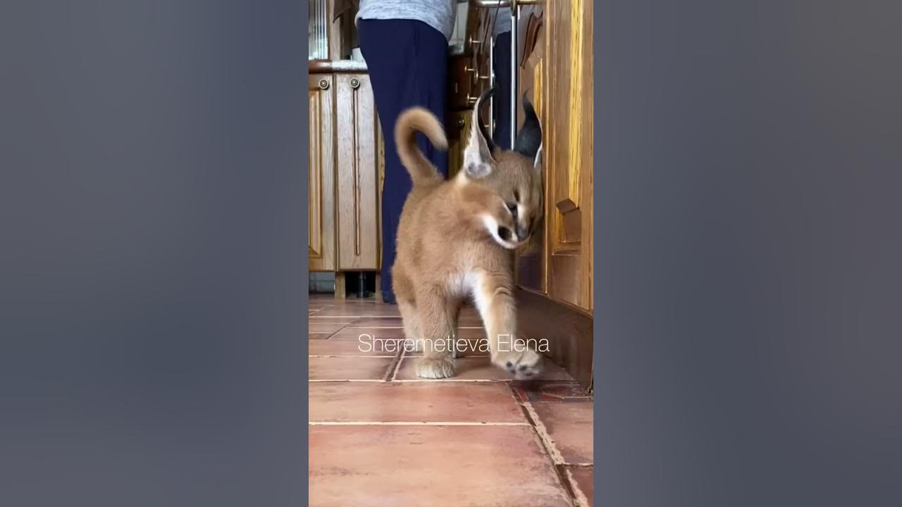 Чудо 🥰 - YouTube