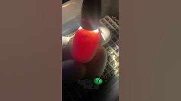 🐍These eggs look great!🧪 #molinarosnakelab #shorts #python #reptiles #viral #education #snakeeggs