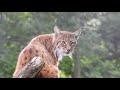 Carpathian lynx at camperdown wildlife centre