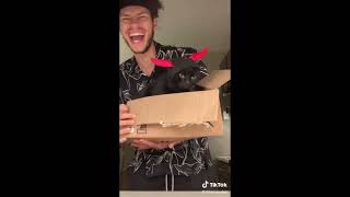 Funny Animal Videos that Make Me Laugh Uncontrollably 😂