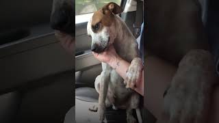 Бездомная собака утешает свою спасительницу #animalrescue