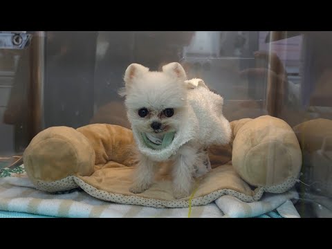 Puppy's Miraculous Recovery🐶 Preparing for the Channel's Last Chapter [RuPong Daily V-LOG]