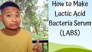 How to Make Lactic Acid Bacteria Serum (LABS)