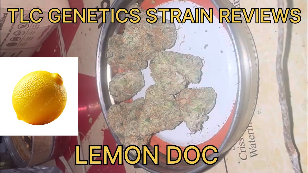 Lemon Doc Cannabis Flower (Strain Review) : The TLC Genetic Show 