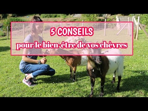 Vidéo: Comment Nommer Une Chèvre