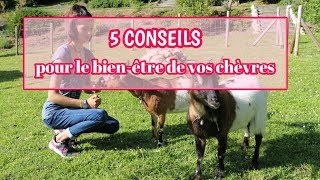 5 conseils pour le bien-être de vos chèvres