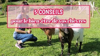 5 Conseils Pour Le Bien-Être De Vos Chèvres