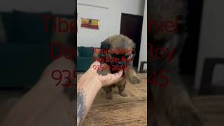 Tibetan Spaniel Dog Baby Boy 93509 26445