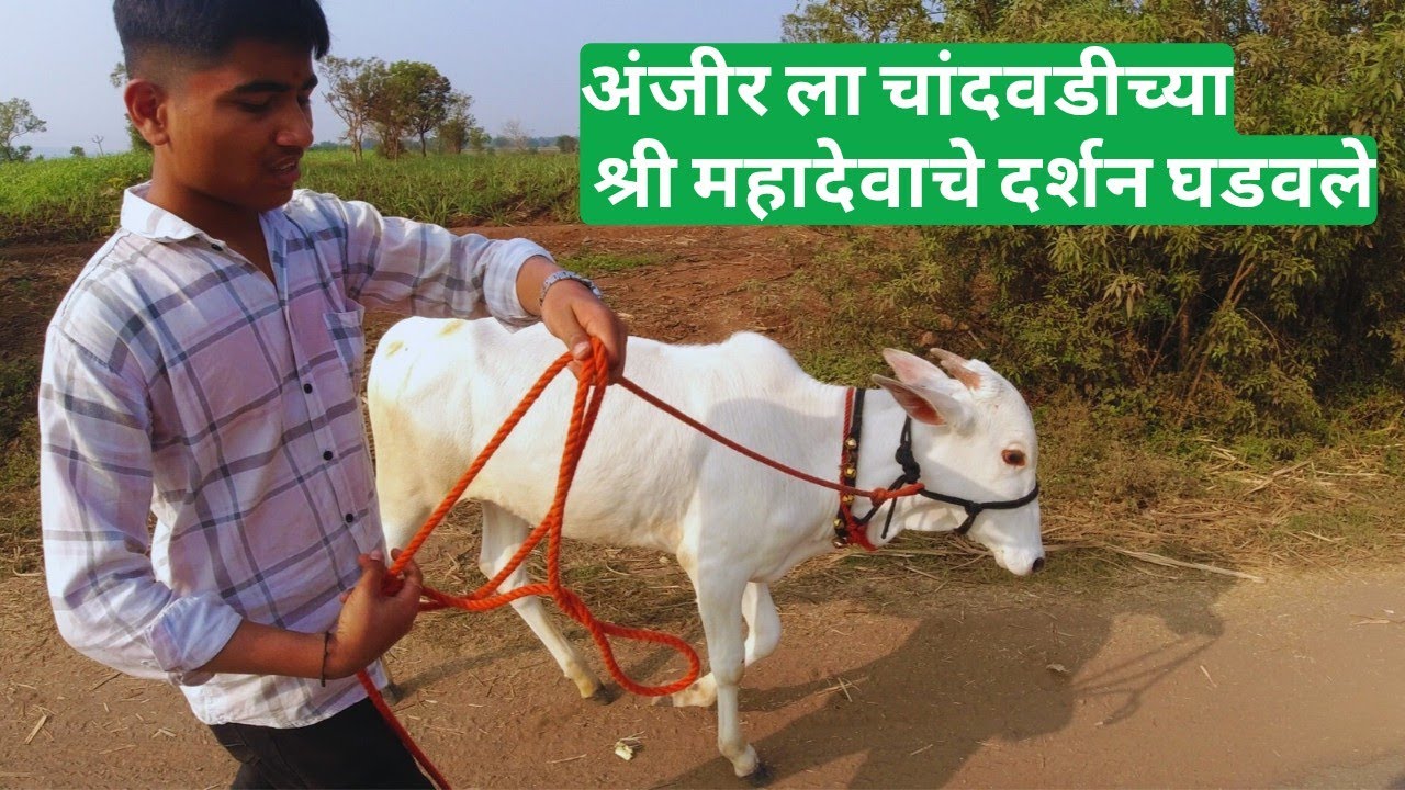 अंजीर ला घडवले महादेवाचे दर्शन | सातारा |