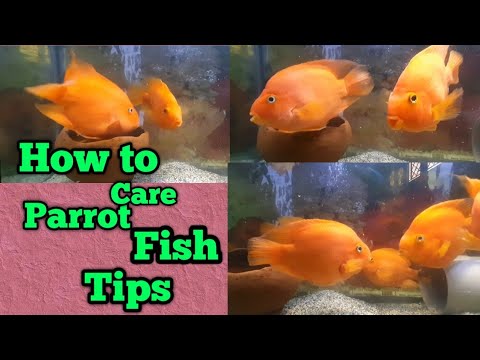 How to care parrot fish | Parrot fish care 5 tips | parrot Cichlid fish care tips |#aquariumfish