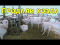 Продали афериста козлика. Ласточка на прогулке.