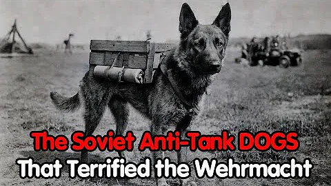 The Soviet Turned 30,000 Dogs Into Suicide Bombers… And It Actually Worked