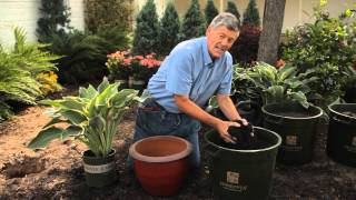 How to Plant Container Hostas : Garden Savvy