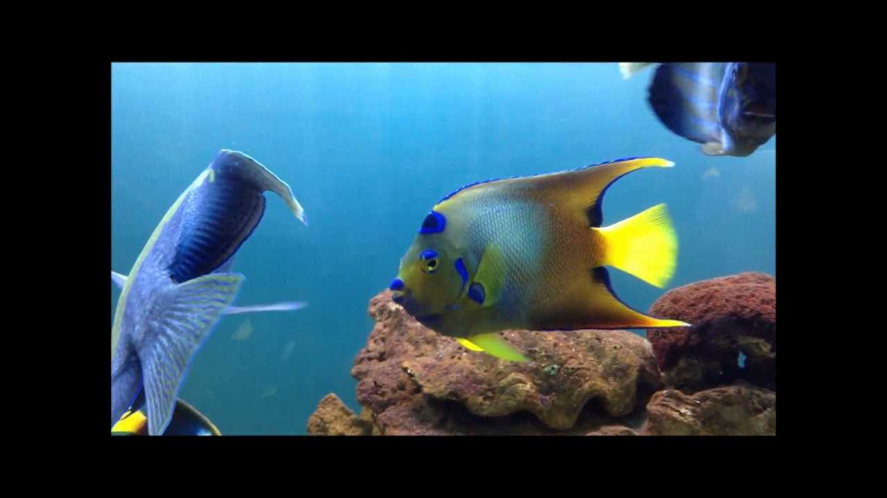 camera iphone 8 plus apk 69女王神仙(太后 香港)Queen angelfish(Holacanthus ciliaris)20130401