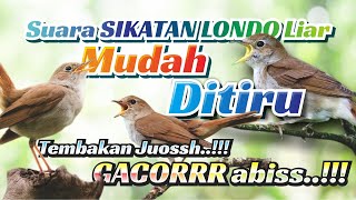 SIKATAN LONDO GACOR MUDAH DITIRU || GACORR || ISIAN MEWAH.