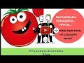 МУЖЧИНЫ МЕНЯ НЕ СЛУШАЮТ/ВЫСАДКА ПОМИДОРОВ В ОТКРЫТЫЙ ГРУНТ/ОГОРОД /ПРОВАНС