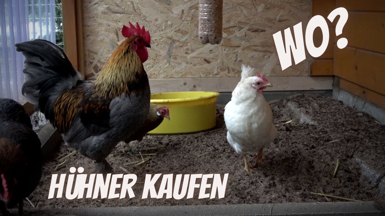 Wo Kann Ich Huhner Kaufen