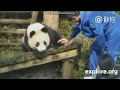 Panda aibao was hit by a male keeper in china when shes little