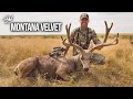 50 Yard Shot On WIDE Mule Deer In Full VELVET!