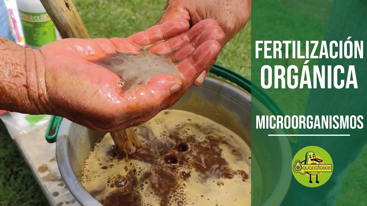 Cómo hacer Fertilización ORGÁNICA para aguacate-activación de MICROORGANISMOS-Mezcla 1🥑🥑🥑