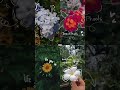 Aesthetic Flowers Islam Nasheed Duet Deen Beautiful Halal Vocaloid Aesthetic Flowers Islam Nasheed Duet Deen Beautiful Halal Vocaloid