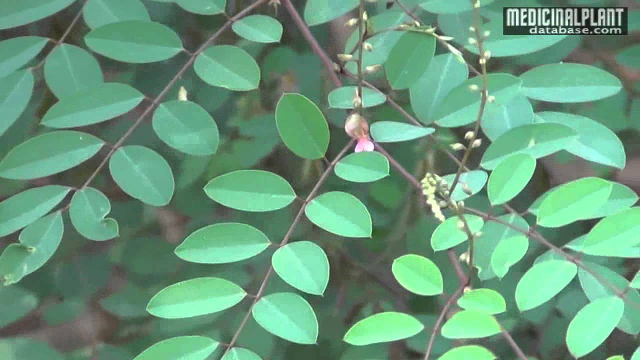 Indigofera tinctoria YouTube