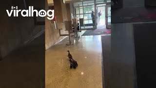 Mother Duck Leads Her Ducklings Through School || ViralHog