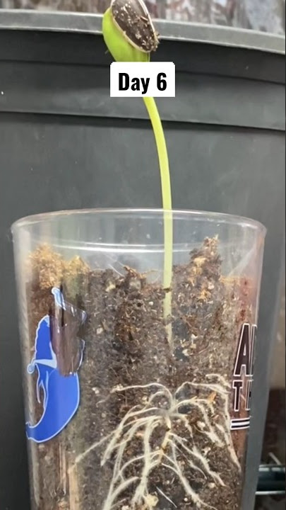 Sunflower from seed to seedling #shorts