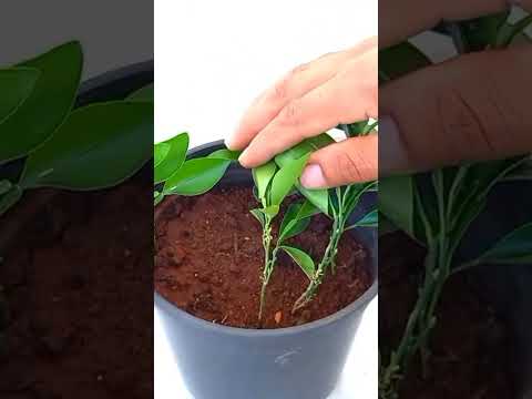 فيديو: كيفية زراعة الصندوق الصيني البرتقالي - نصائح متزايدة لـ Atalantia Buxifolia