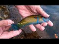 🐠🐟 Pez Verde o Fredi (Thalassoma pavo) - El lábrido más bonito de Andalucía 🐟🐠