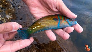 Ornate wrasse (Thalassoma pavo)  The most beautiful wrasse in Andalusia