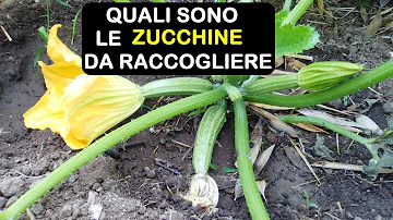 Quando raccogliere le prime zucchine?