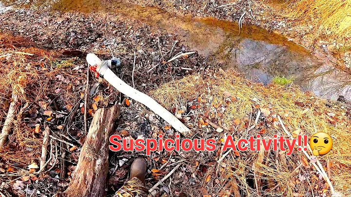 What Knocked The Trail Camera Over At Beaver DAM I...