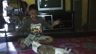 Afgan nakal main kan kucing