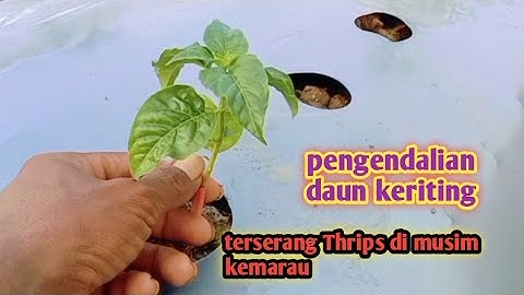 cara merawat tanaman cabe di musim kemarau