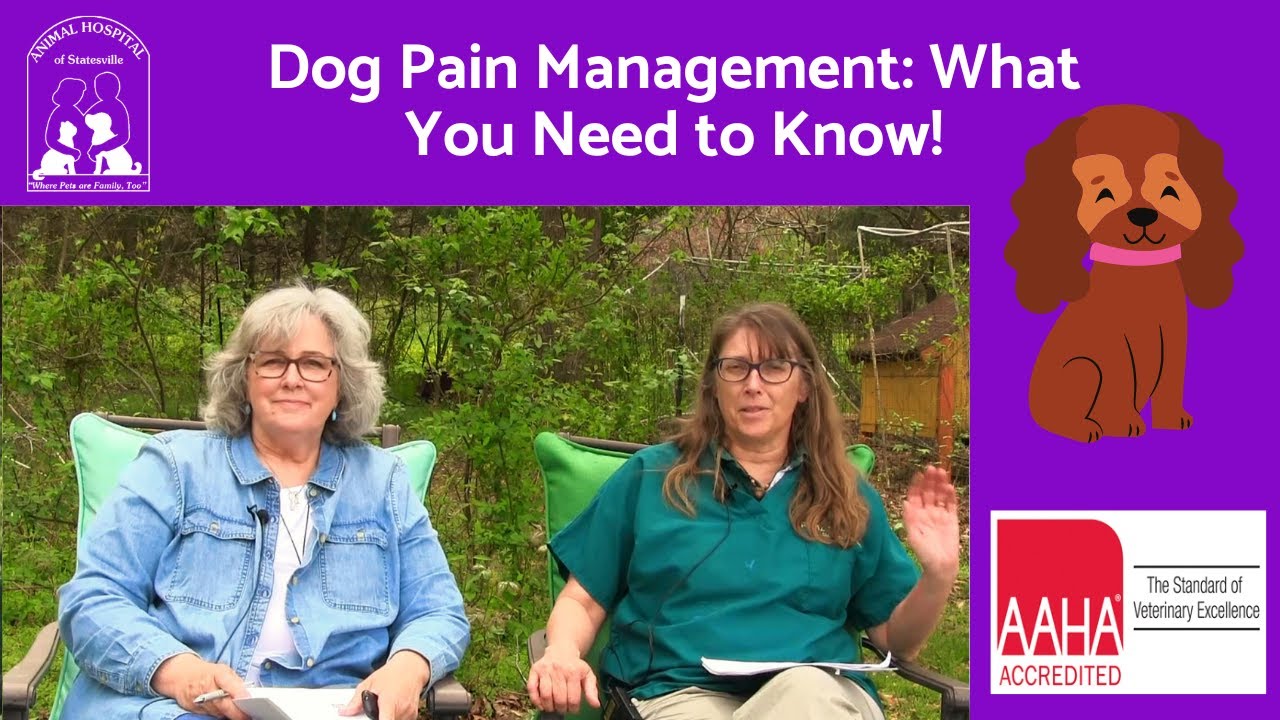 Dog Pain Management What You Need to Know! YouTube