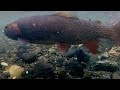 Lake Trout and Cutthroat Trout Dynamics