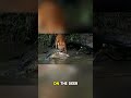 crocodile attacked a baby deer 🐊🦌 #CrocodileAttack #BabyDeer #WildlifeBattle #PredatorVsPrey
