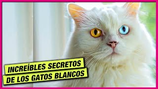 LOS GATOS BLANCOS... NO SON REALMENTE BLANCOS! 😺 LA GATERÍA TV by La Gatería TV 6,501 views 1 year ago 8 minutes, 7 seconds