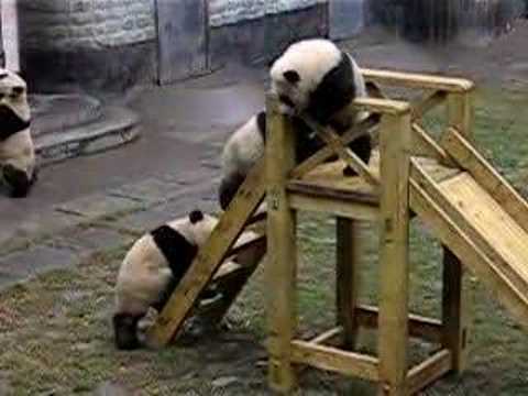 Several Panda cubs at play on their playground equipment @ Wolong Reserve near Chengdu, China. This clip only shows a very small part of the Wolong Reserve breeding complex, and the cubs have plenty of space to roam and lots of trees to climb. Plus, this footage was shot just after the snows had melted and it had been raining, hence the muddy & dank look of the place, so don't go posting comments that the places look really crappy and the pandas are being treated badly, because you don't know how detailed the whole breeding complex is in total, unless you have been there. If you are interested in visiting the Panda's at Wolong Reserve, then check out this link : www.chinagiantpanda.com