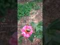 love the 🐝 #backyardfarming #backyardgardening #gardening