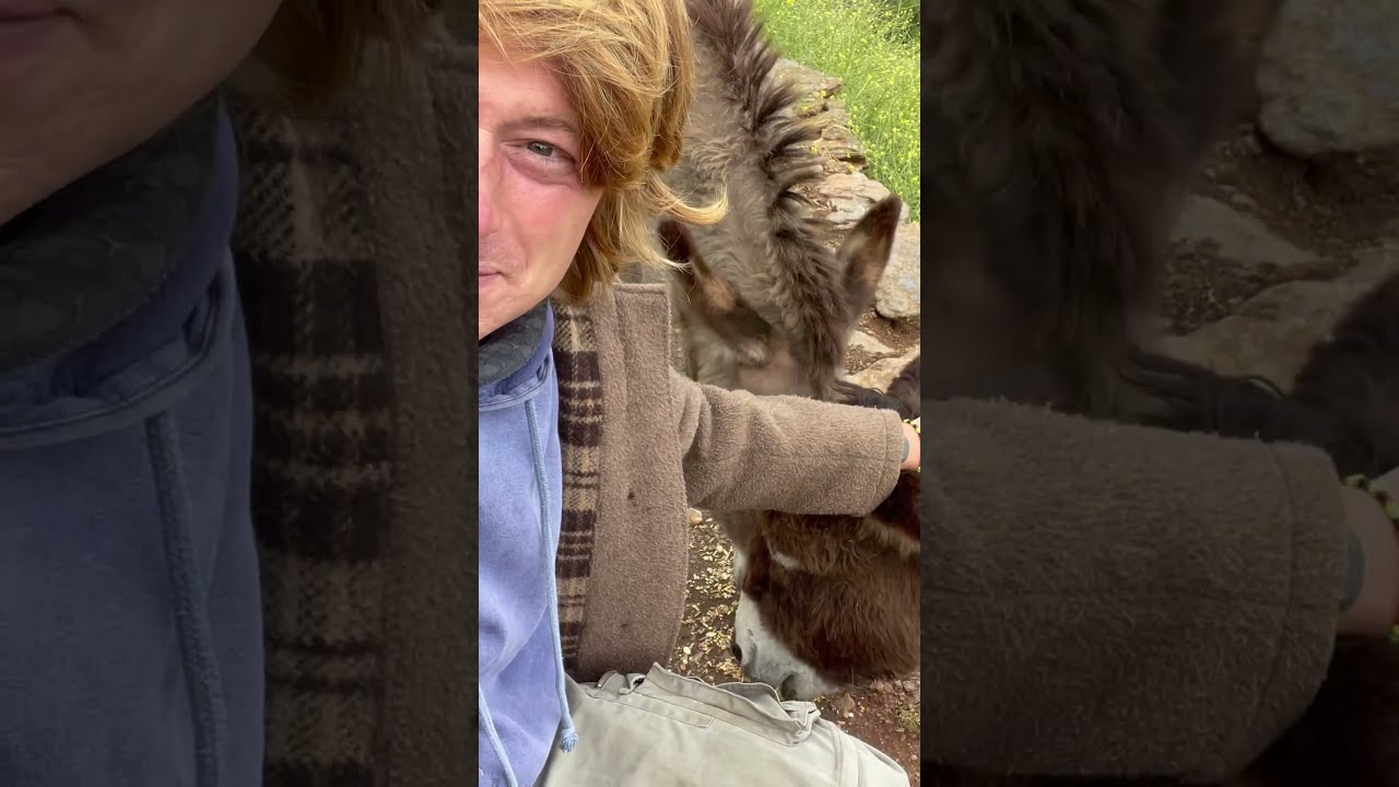 Donkey Update Donkeys Fundraiser Gofundme