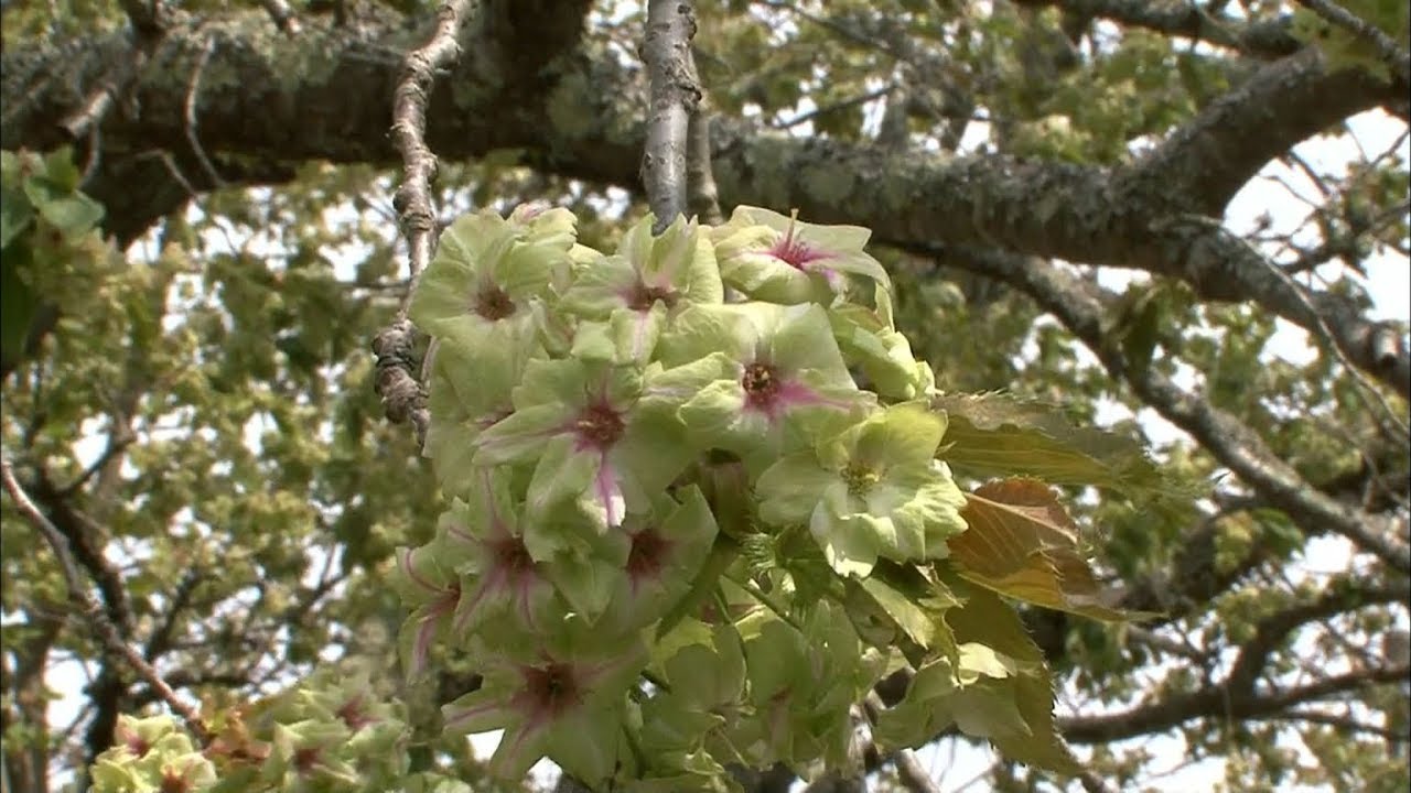 緑色の桜 御衣黄 が見頃 例年より10日早く 岡山 新見市の天然記念物 Youtube