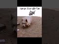 كلب ماينكرافت 😂