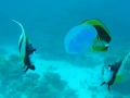 Coral Reef Fishes Eating Jellyfish Red Sea, Gota Abu Ramada, 2007