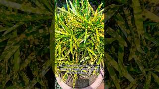 Gold dust croton #growing #garden #shortvideo #flowers #tips #informative_video #croton