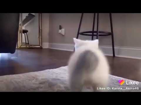 Video: Kā apmācīt kaķi pakaišiem, ja viņš visur iet uz tualeti