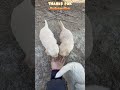 baby dog#videos#puppies #videos #shortvideo #youtubeshorts #youtube