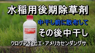 後期除草剤の散布・・クリンチャーバスMEを散布して中干し